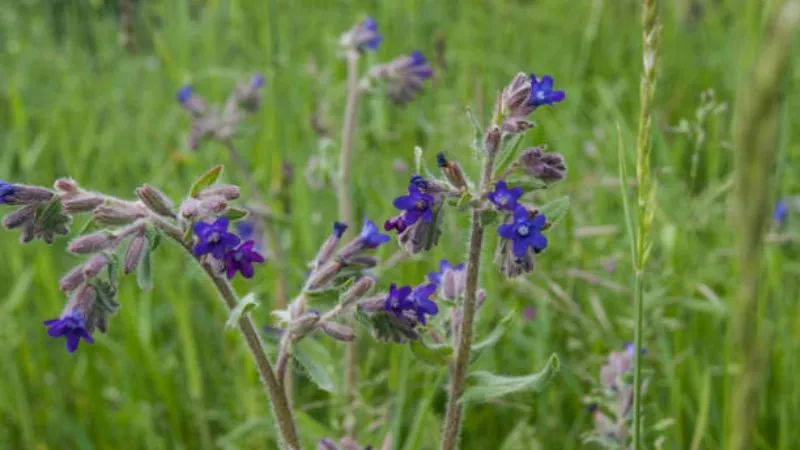 Full Bloom Bugloss flower creating seasonal beauty.