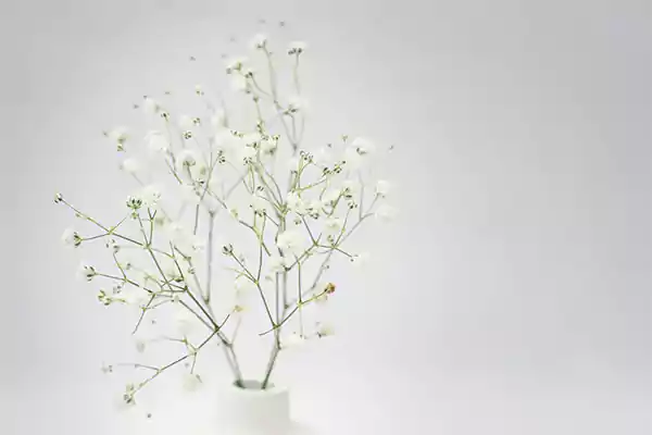 Baby’s Breath flowers