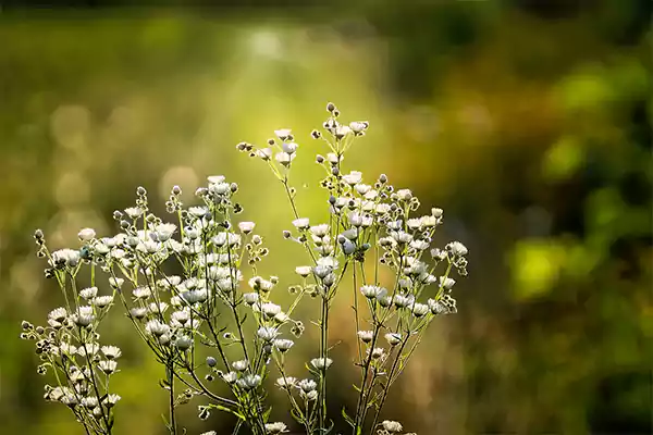 Baby’s Breath
