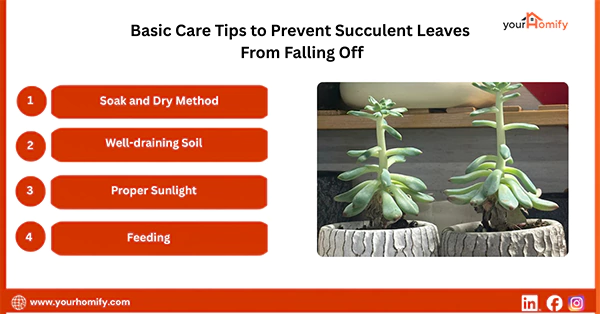Basic Care Tips to Prevent Succulent Leaves From Falling Off