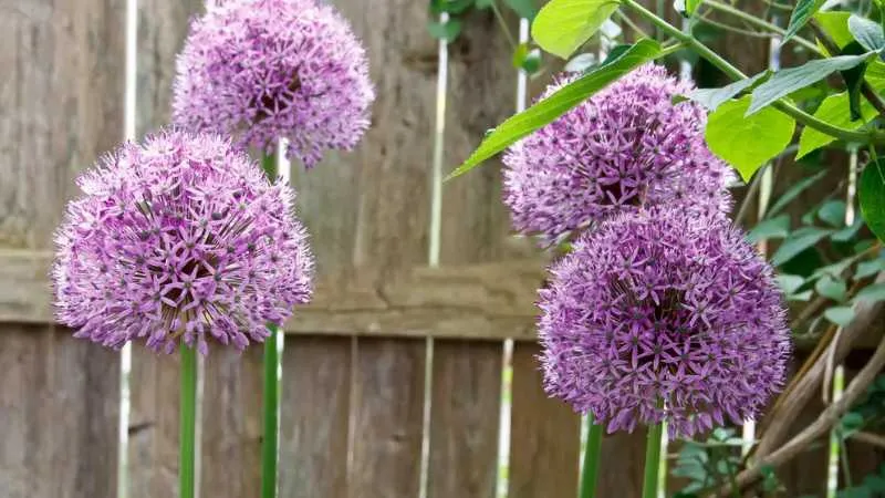 Group blooming Allium flowers in a lush garden.