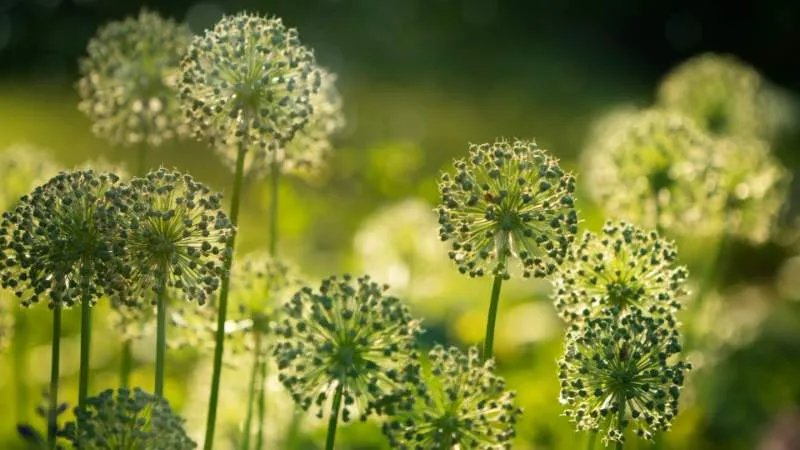 Blooming close-up Allium flower head with densely clustered blossoms.