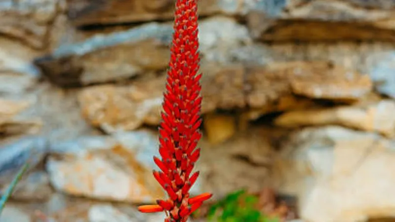 Beautiful blooming Aloe flower spike with colorful tubular flowers.