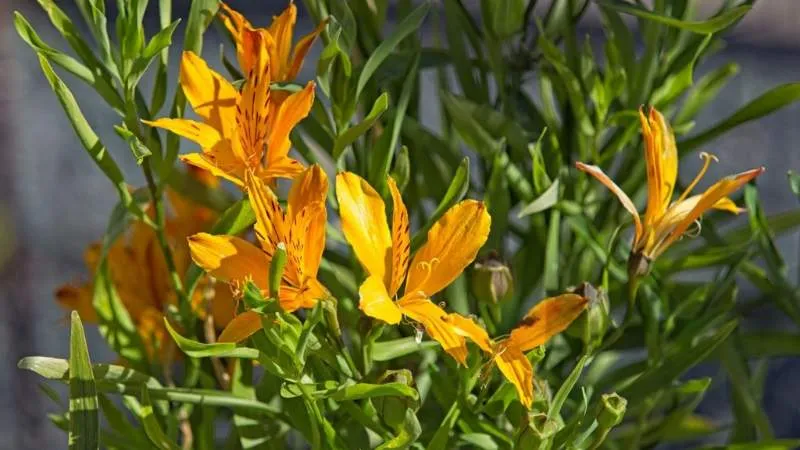 Beautiful garden Alstroemeria flowers blooming in a colorful landscape.