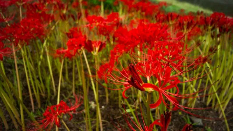 Detailed close-up Amaryllis flowers in full bloom.