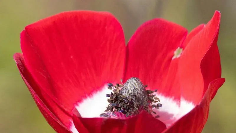 Beautiful blooming Anemone flowers growing in a colorful garden setting.