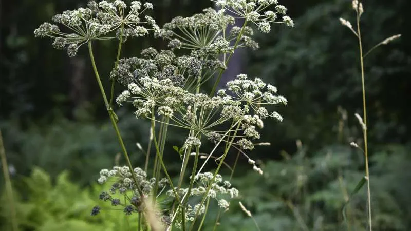 Tall blooming Angelica flowers growing on sturdy stems.