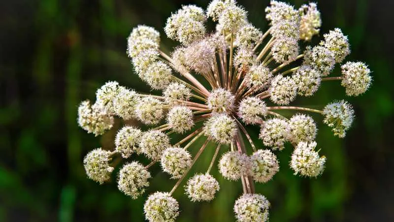 Beautiful blooming Angelica flower in full display.