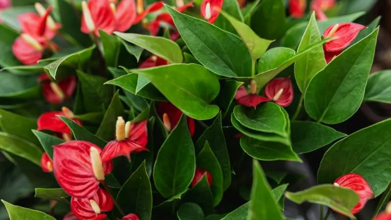 Beautiful blooming Anthurium flower with glossy green foliage.