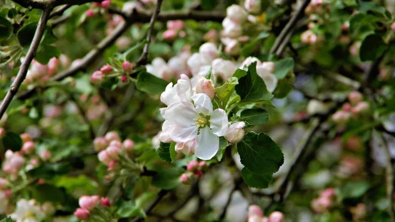 Beautiful blooming Apple Blossom flower on a flowering branch.