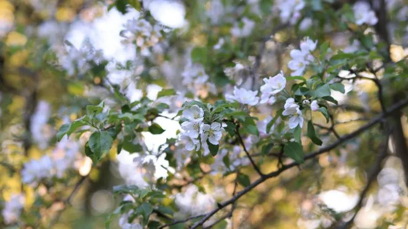 Beautiful blooming Apple Blossom flower growing on tree branches.