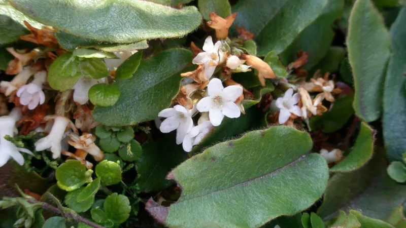 Beautiful blooming Arbutus flowers growing on a tree branch.