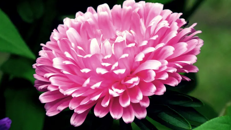 Beautiful blooming Aster flower growing in a garden.