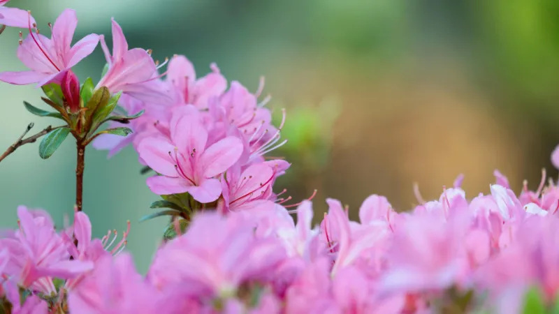 Beautiful blooming Azalea flower growing on a shrub.