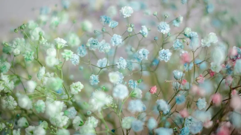 Beautiful blooming Baby's Breath flower growing on delicate stems.