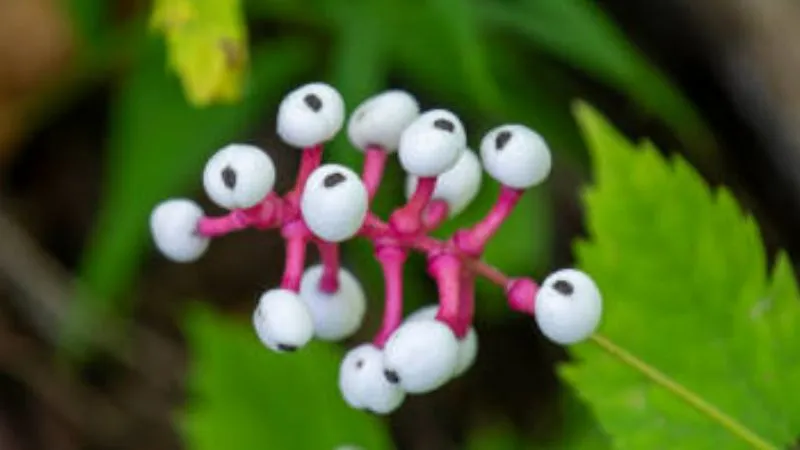 Beautiful woodland Baneberry flower blooming on a natural plant.