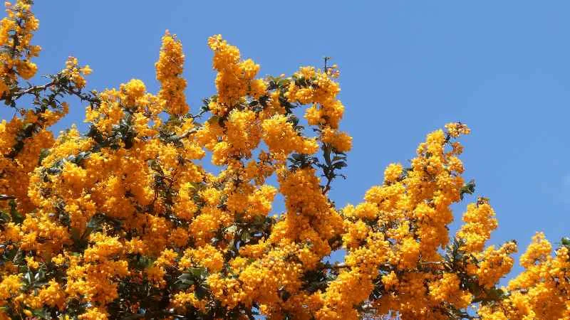 Beautiful blooming Barberry flower growing on shrub branches.
