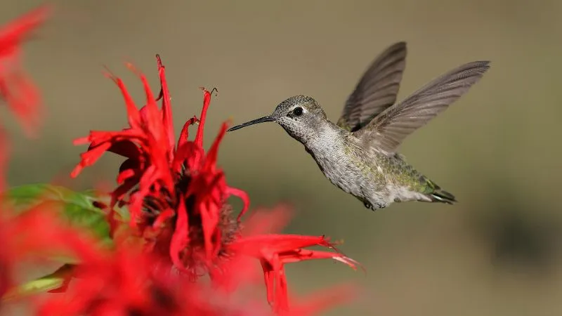 Beautiful garden Bee Balm flower growing in a natural setting.
