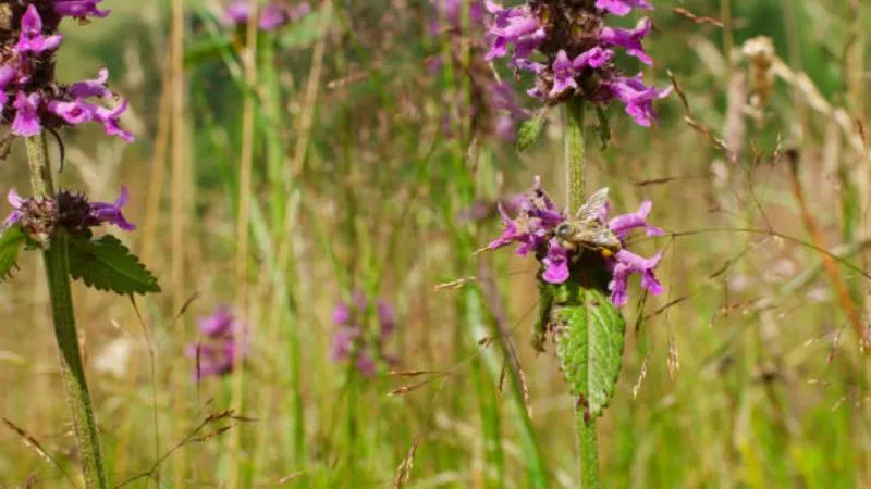Tall upright Betony flower spikes growing on strong stems.