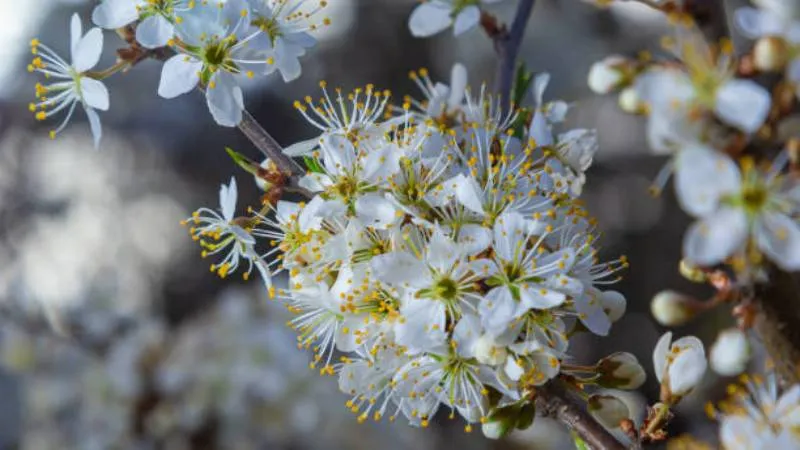 Thorny Branches Blackthorn flower blooming along stems.