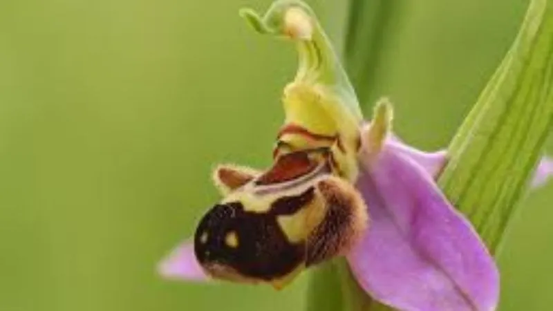 Beautiful cluster Bee Orchid flower growing on a slender stem.