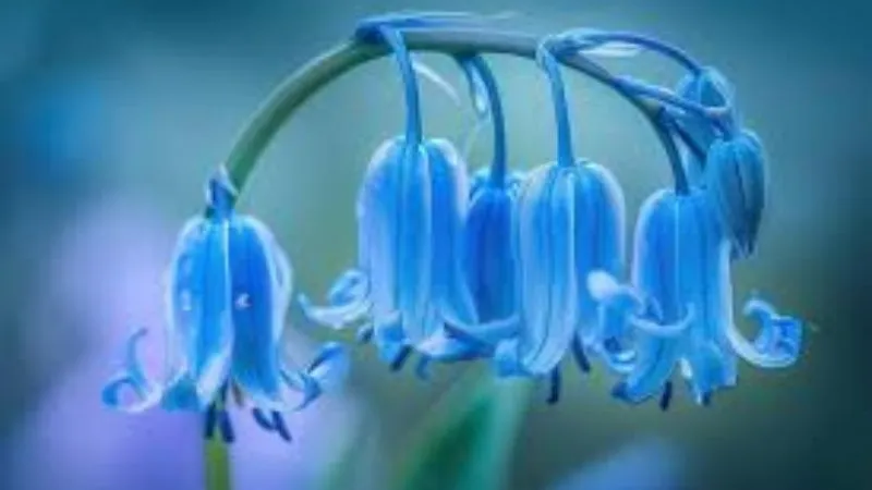 Graceful Stems Bluebell flower blooming beautifully.