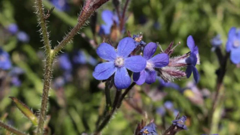 Beautiful Arrangement Bugloss flower displayed with ornamental appeal.
