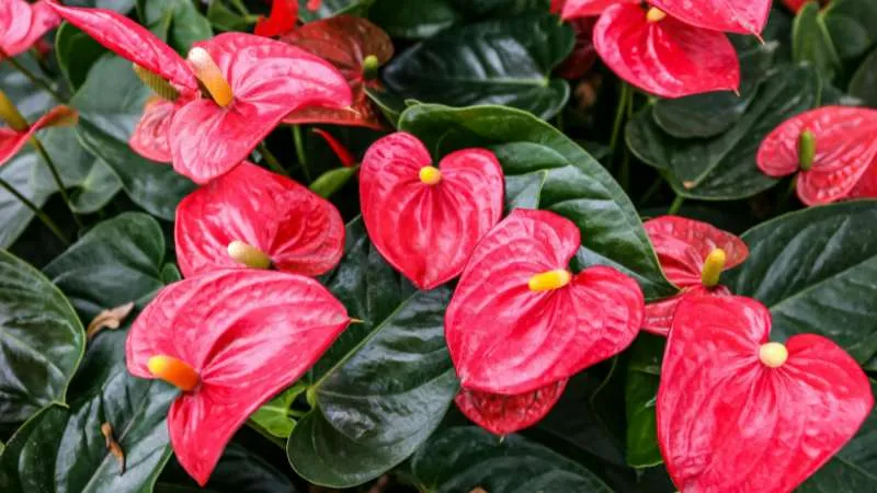 Beautiful decorative Anthurium flower growing on a healthy plant.