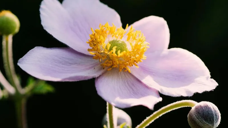 Beautiful delicate Anemone flower featuring soft colorful petals.