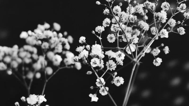 Beautiful blooming Baby's Breath flower covered with blossoms.