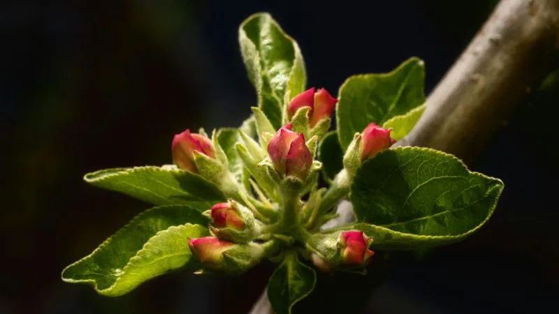 Beautiful flowering Apple Blossom Flower tree during peak bloom.