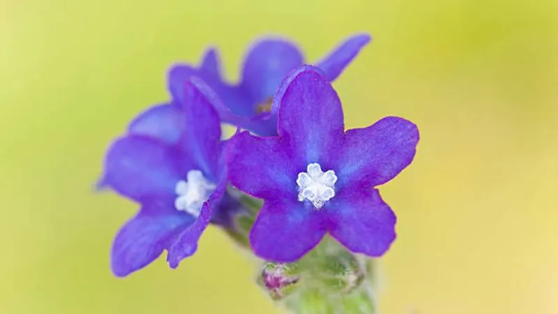 Detailed View Bugloss flower showing floral structure.