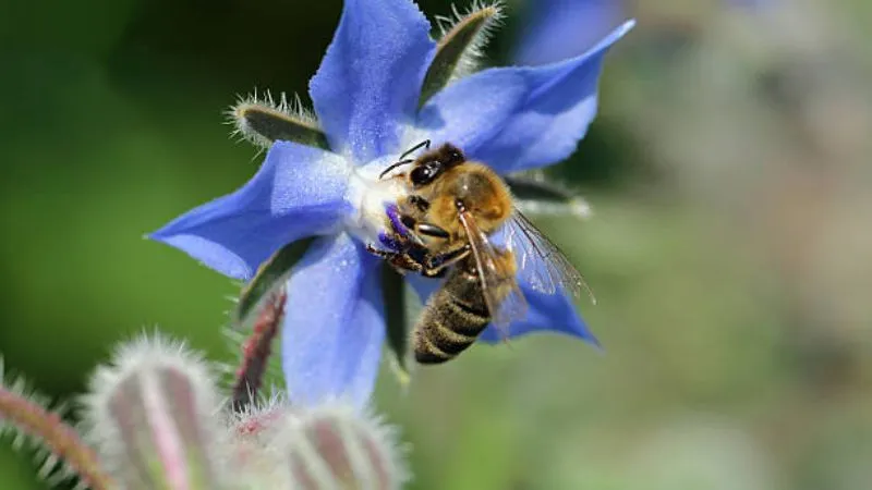 Upright stems Borage flower blooming naturally in the garden.