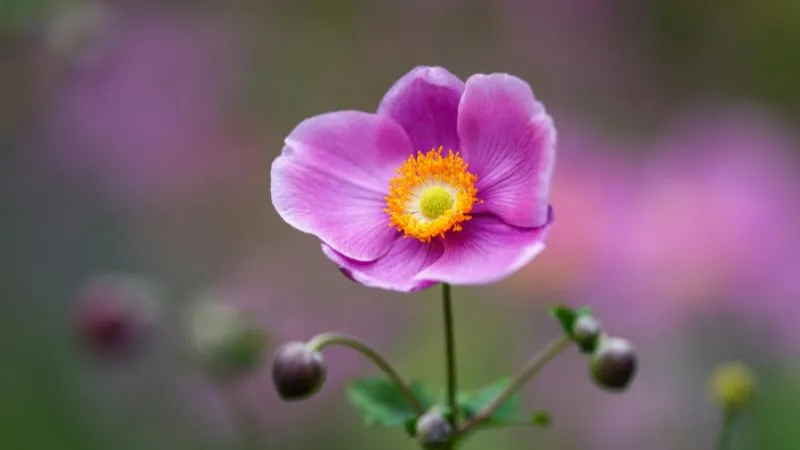 Beautiful cluster Anemone flowers growing together in a garden bed.
