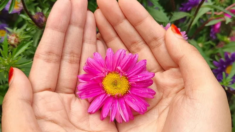 Beautiful garden Aster flower cluster growing together.