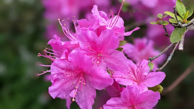 Beautiful cluster Azalea flower on a flowering shrub.