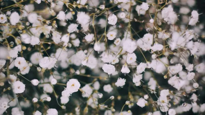 Beautiful garden Baby's Breath flower cluster in full bloom.