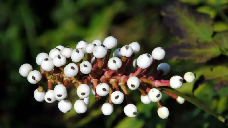 Beautiful cluster Baneberry flower growing on a healthy plant.