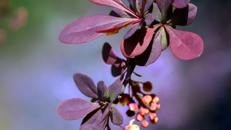 Beautiful cluster Barberry flower growing on a branch.