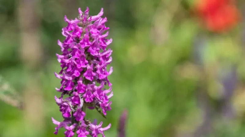 Dense leafy Betony flower growing above lush foliage.