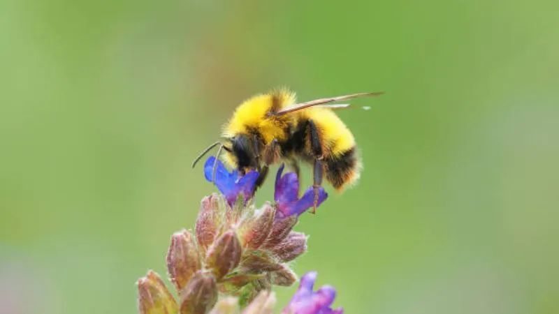 Growing Bugloss flower plant in a natural setting.