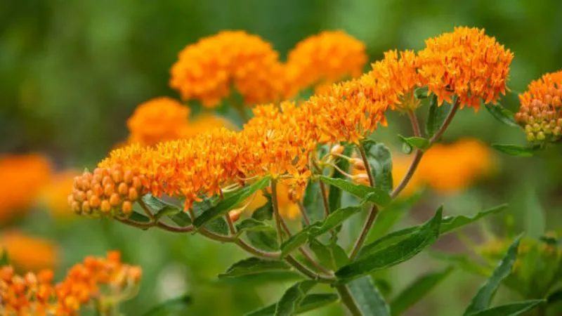 Close-Up Butterfly Weed flower showing vibrant orange clusters.