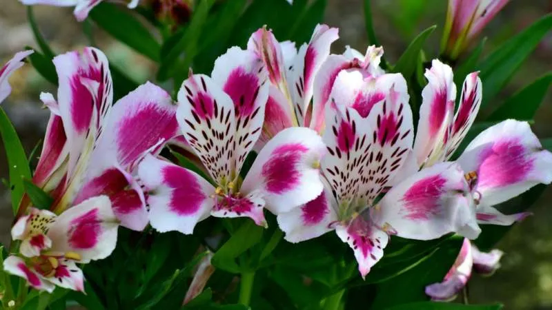 Beautiful ornamental Alstroemeria flower cluster with vibrant blossoms.