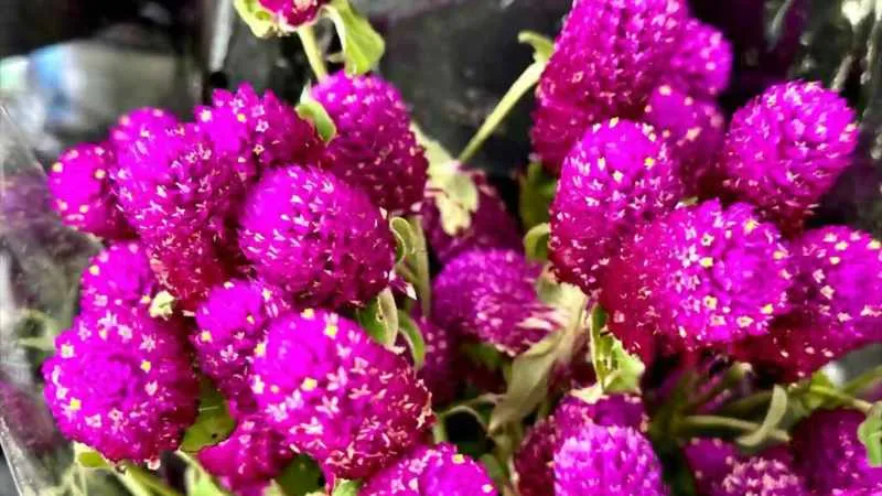 Healthy blooming Amaranth plant with dense flower spikes.