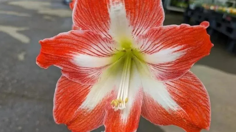 Beautiful ornamental Amaryllis flowers blooming on tall stalks.