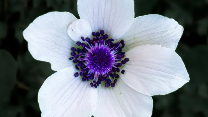 Beautiful ornamental Anemone flowers in full bloom.