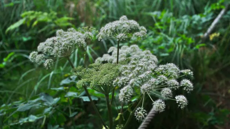Beautiful ornamental Angelica flowers in full bloom.