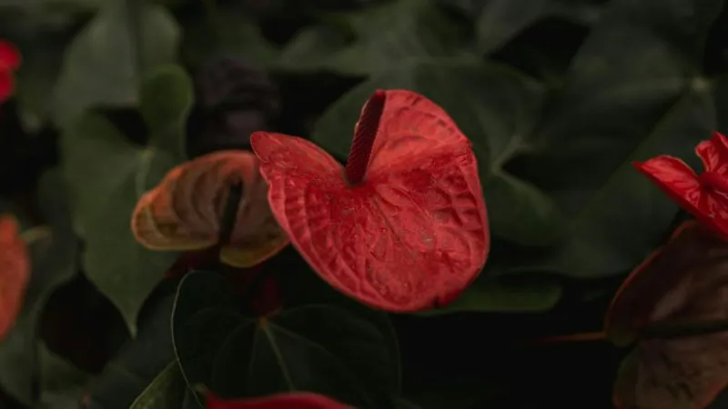 Beautiful ornamental Anthurium flower in full bloom.