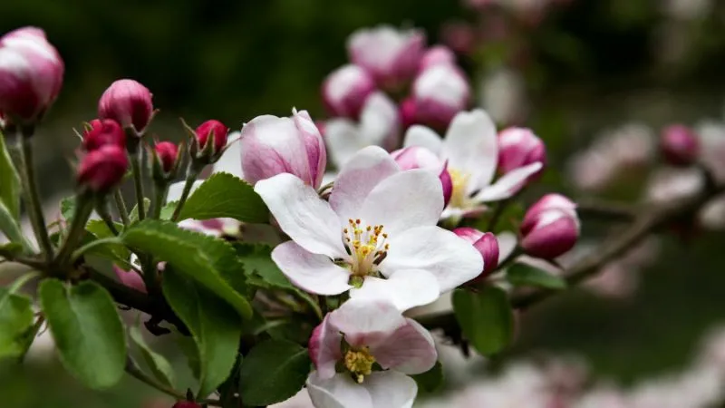 Beautiful ornamental Apple Blossom flower in full bloom.