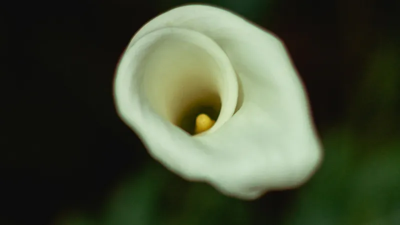 Beautiful ornamental Arum flower in full bloom.